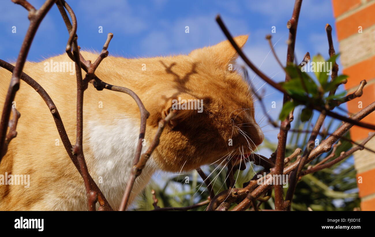 Young male cat spraying