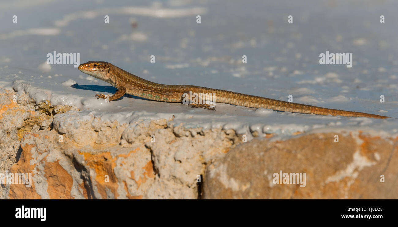 Slim reptile lizard hi-res stock photography and images - Alamy