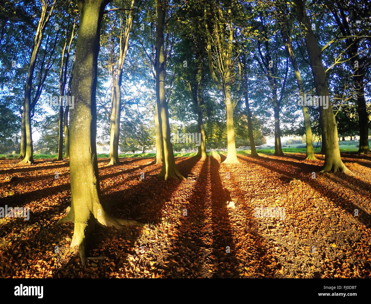 Study of late afternoon light  in a early autumnal setting  coming through the Beech trees and making long shadow patterns South Downs,West Sussex,UK Stock Photo