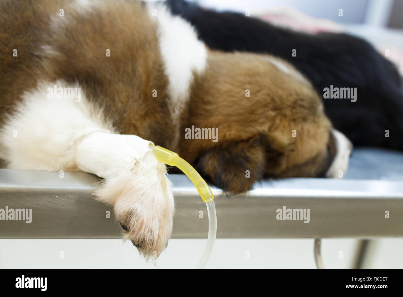 illness puppy ( Thai bangkaew dog ) with intravenous drip on operating table in veterinarian's clinic Stock Photo