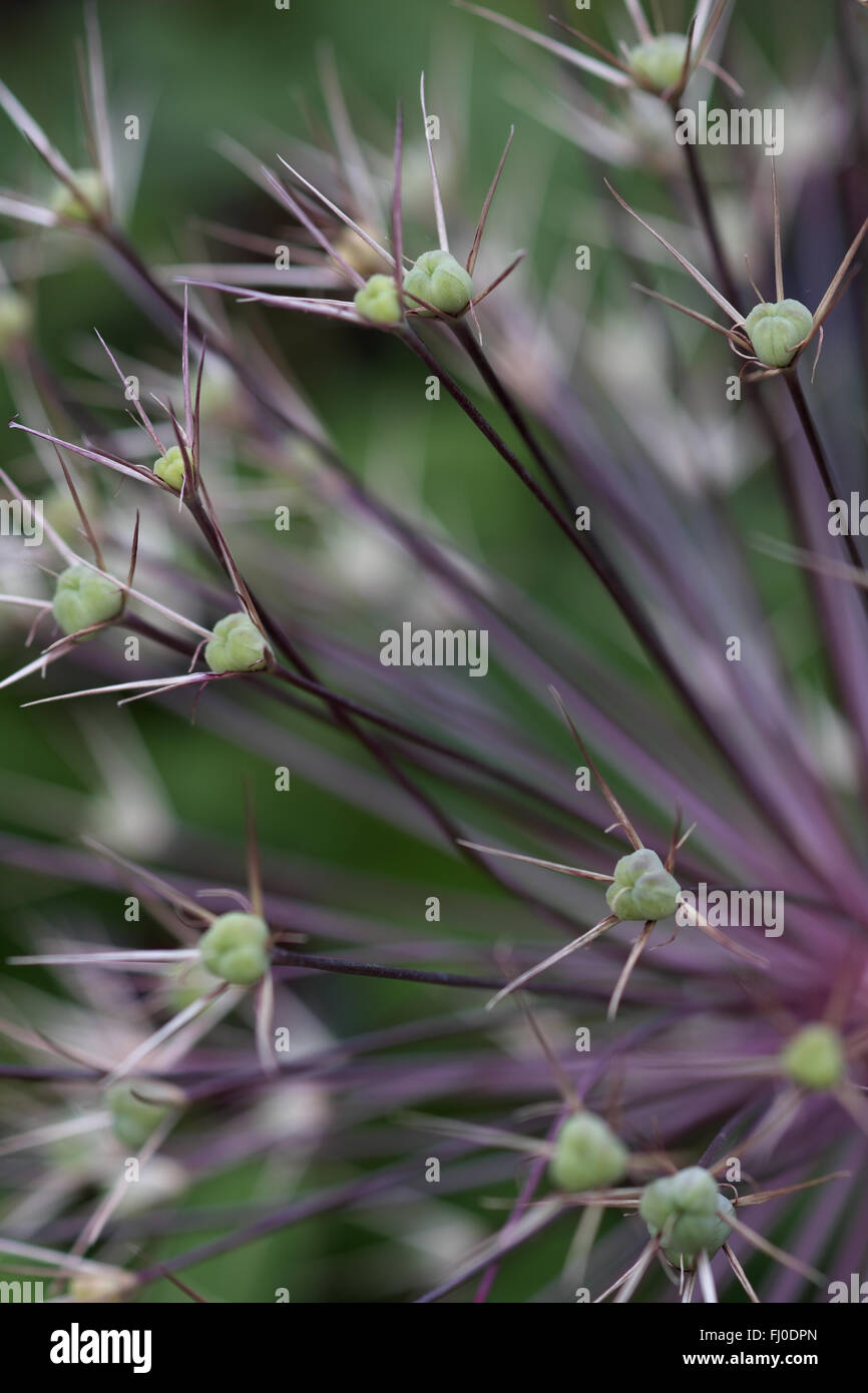 A close up of an allium seed head Stock Photo