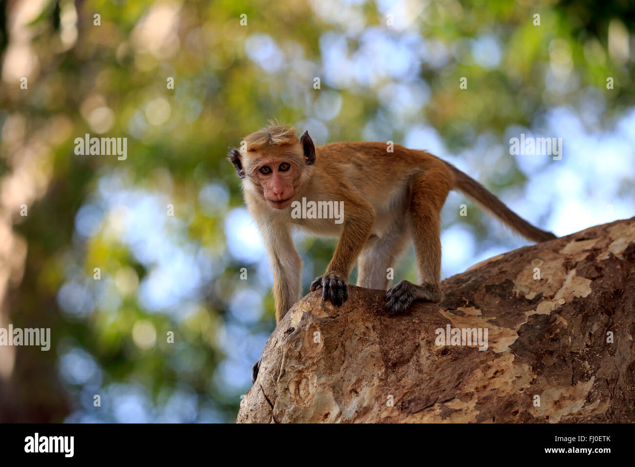 Red Monkey, adult on tree, Yala Nationalpark, Sri Lanka, Asia / (Macaca sinica) Stock Photo