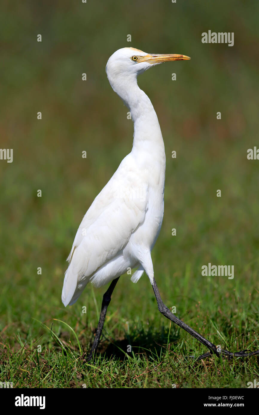 Cattle Egret, adult, Bundala Nationalpark, Sri Lanka, Asia / (Bubulcus ibis) Stock Photo