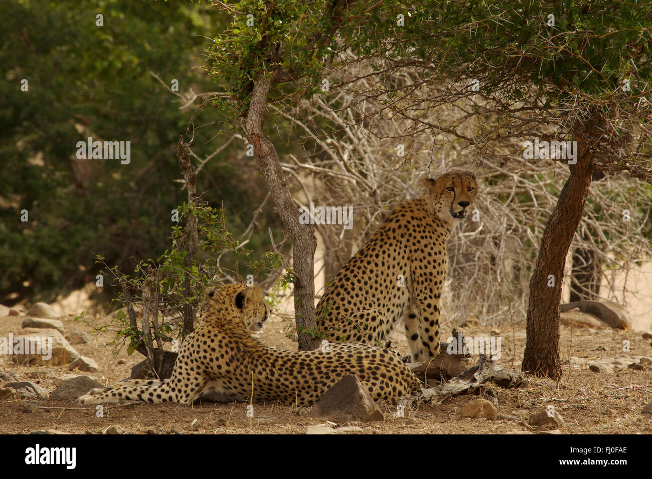 Pair of Cheetahs rest under tree in Kruger National Park, South Africa. Stock Photo