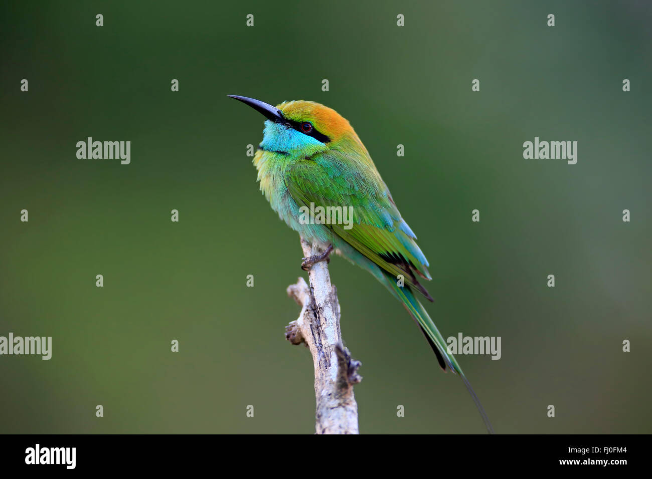 Merops orientalis ceylonicus hi-res stock photography and images - Alamy