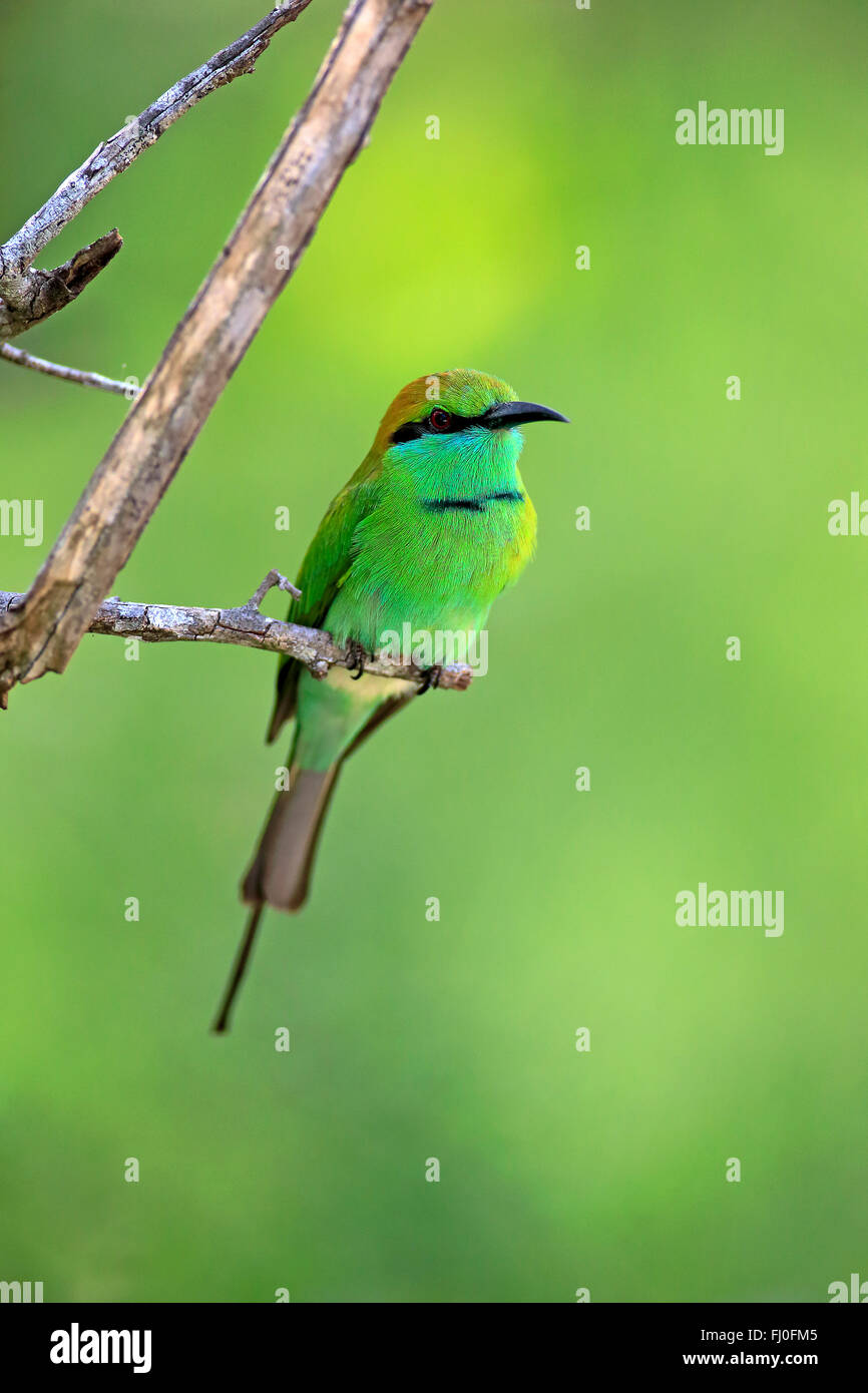 Green bee eater in sri lanka hi-res stock photography and images - Alamy