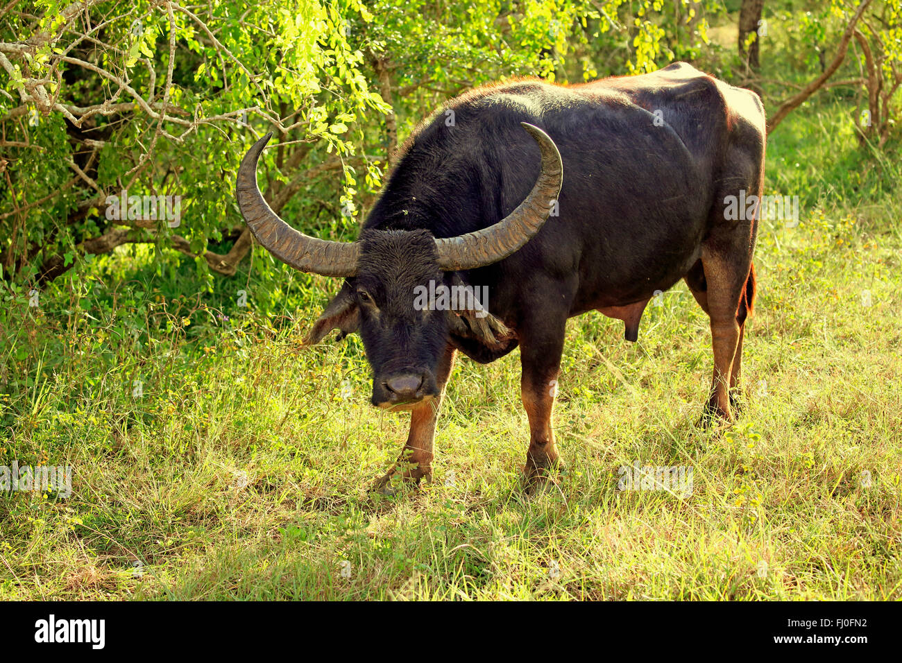 Wild Water Buffalo, adult male, Yala Nationalpark, Sri Lanka, Asia / (Bubalus arnee) Stock Photo