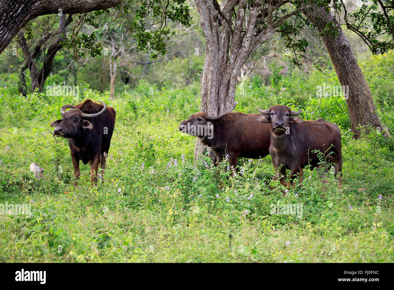 Wild Water Buffalo, adult group, Yala Nationalpark, Sri Lanka, Asia / (Bubalus arnee) Stock Photo