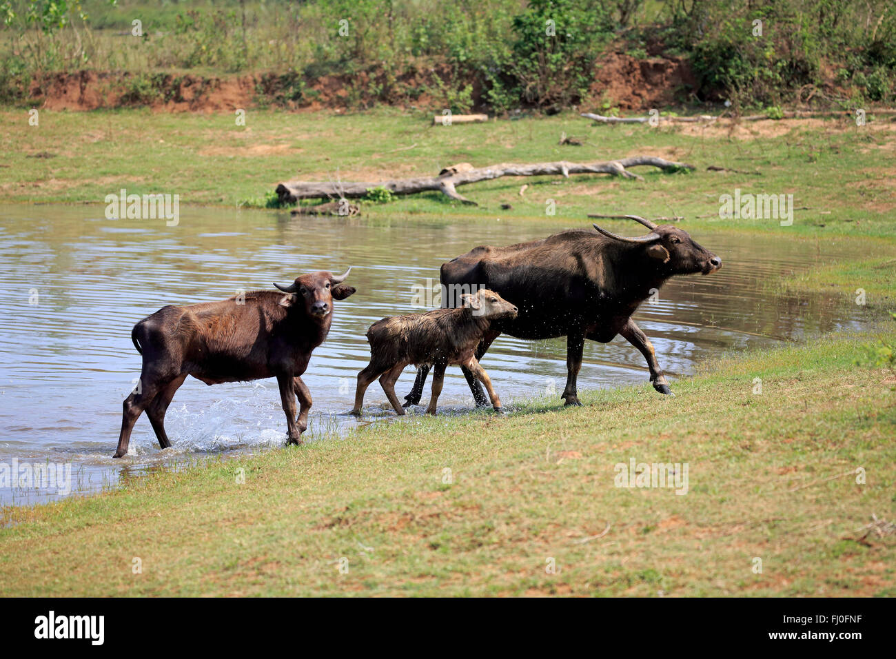 Wild Water Buffalo, females with young at water, Udawalawe Nationalpark, Sri Lanka, Asia / (Bubalus arnee) Stock Photo