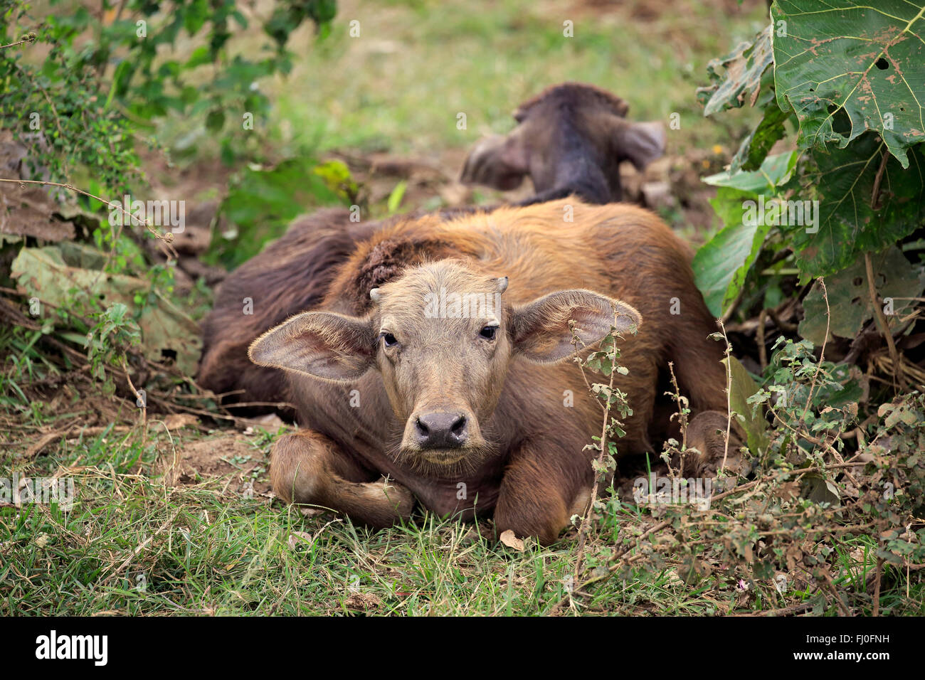 Wild Water Buffalo, young resting, Udawalawe Nationalpark, Sri Lanka, Asia / (Bubalus arnee) Stock Photo