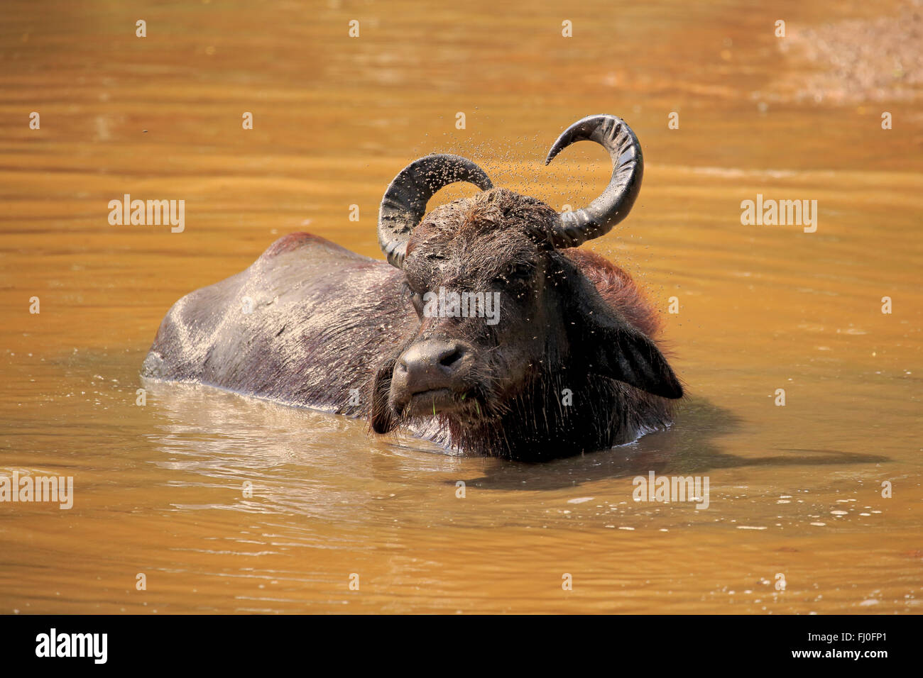 Water Buffalo, adult in water bathing, Bundala Nationalpark, Sri Lanka, Asia / (Bubalis bubalis) Stock Photo