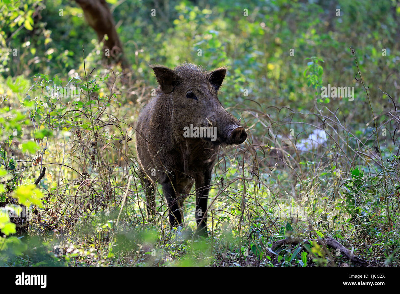 Eurasian Wild Boar, (Sus affinis), Sri Lankan Wild Boar, Indian Wild Boar, Yala Nationalpark, Sri Lanka, Asia / (Sus scrofa affinis) Stock Photo