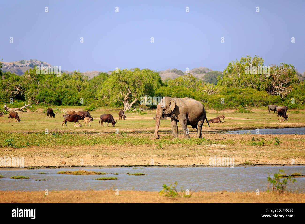 Landscape in Yala Nationalpark with Sri Lankan Elephant, Wild Water Buffalo, (Bubalus arnee), at water, Yala Nationalpark, Sri Lanka, Asia / (Elephas maximus maximus) Stock Photo