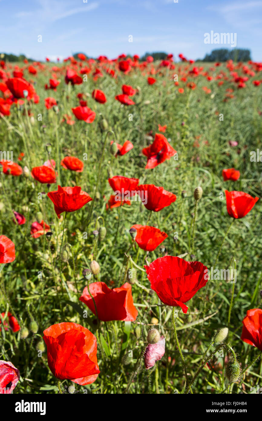 Lovely, colorful poppy field on the island of Ven in Sweden Stock Photo