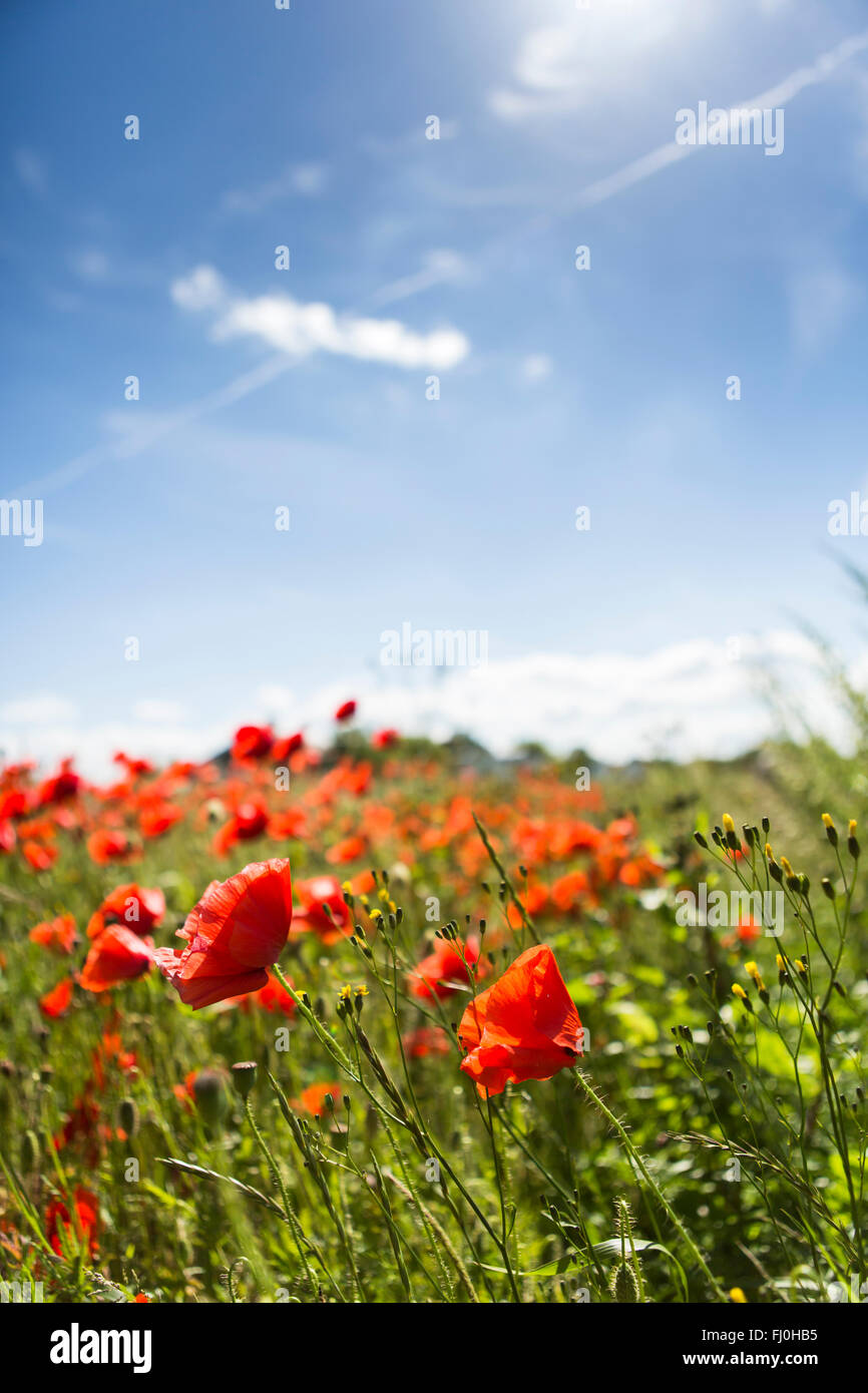Lovely, colorful poppy field on the island of Ven in Sweden Stock Photo