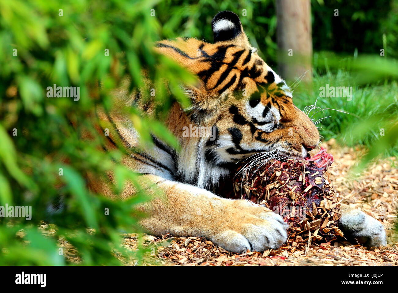 A tiger eating meat in a zoo. Stock Photo