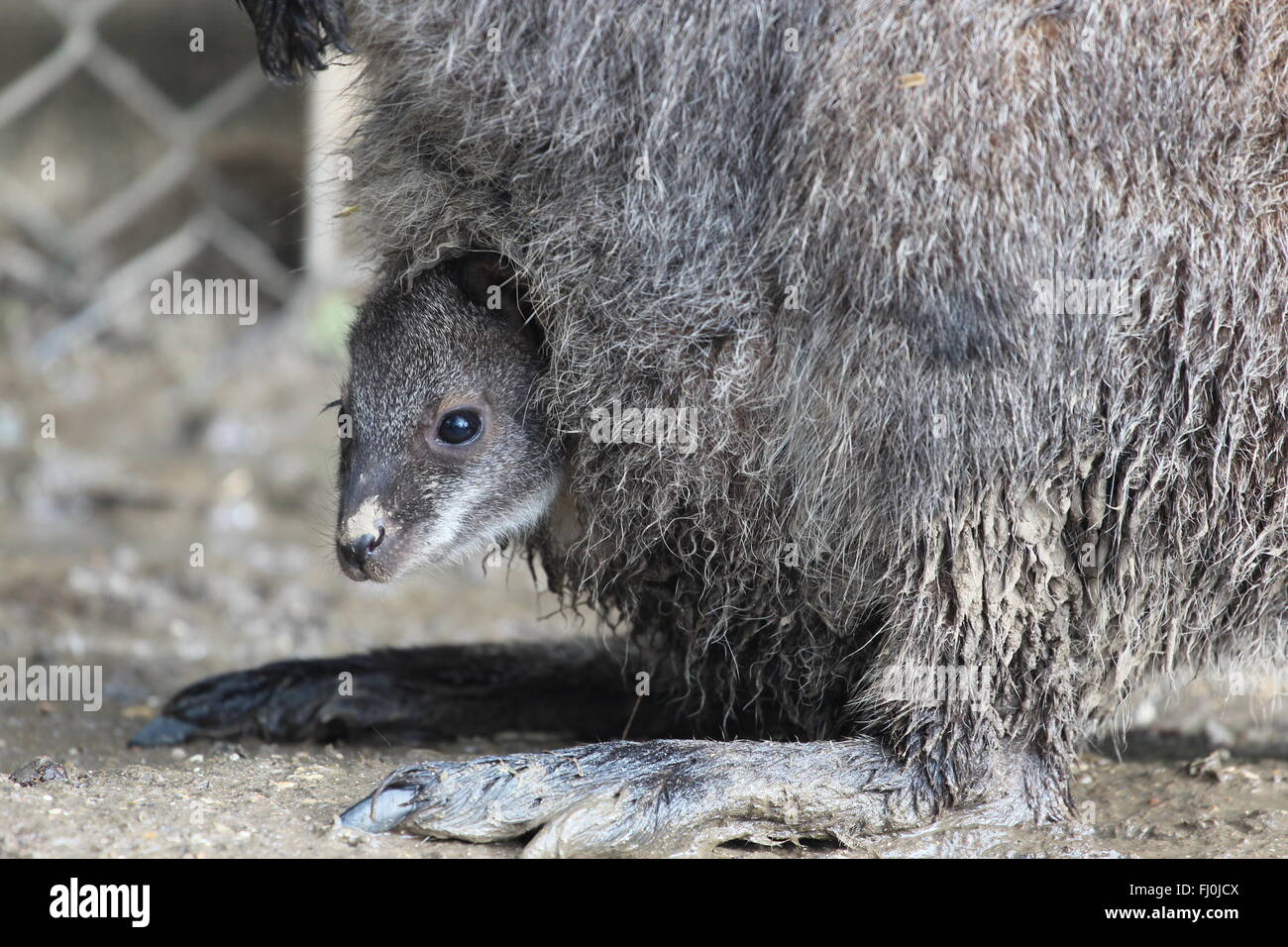 A red-necked wallaby joey in it's mother's pouch Stock Photo
