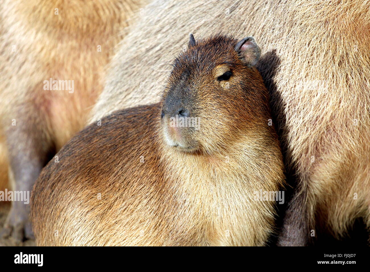 A Capybara Baby Stock Photo Alamy A Capybara Baby Stock Photo Alamy