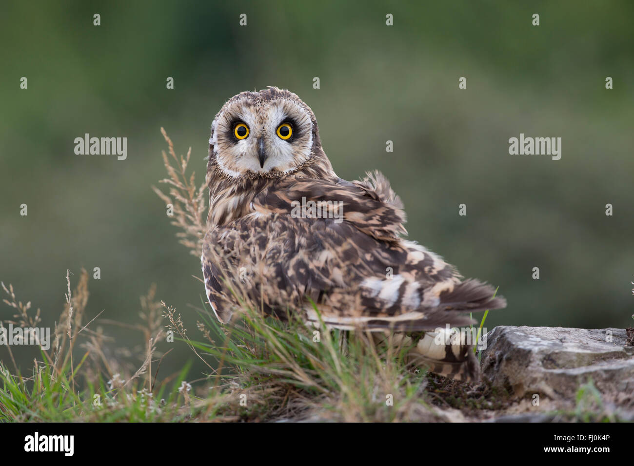Short Eared Owl; Asio flammeus Wales; UK Stock Photo