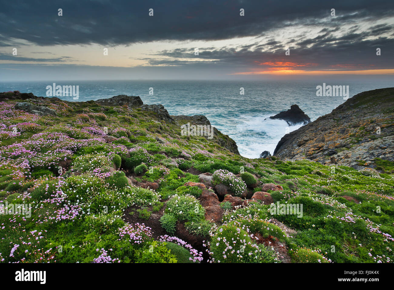 Skomer; Flowers; Spring; Wales; UK Stock Photo