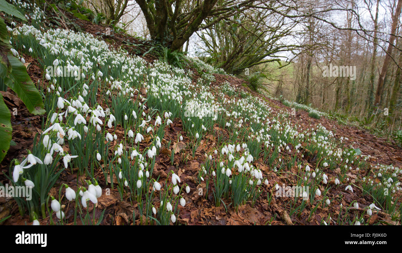 Snowdrops; near Liskeard; Cornwall; UK Stock Photo