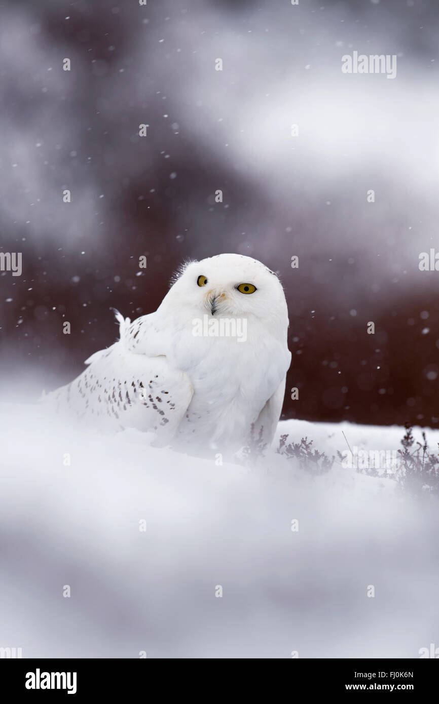 Snowy Owl; Bubo scandiacus Single in Snow Scotland; UK Stock Photo