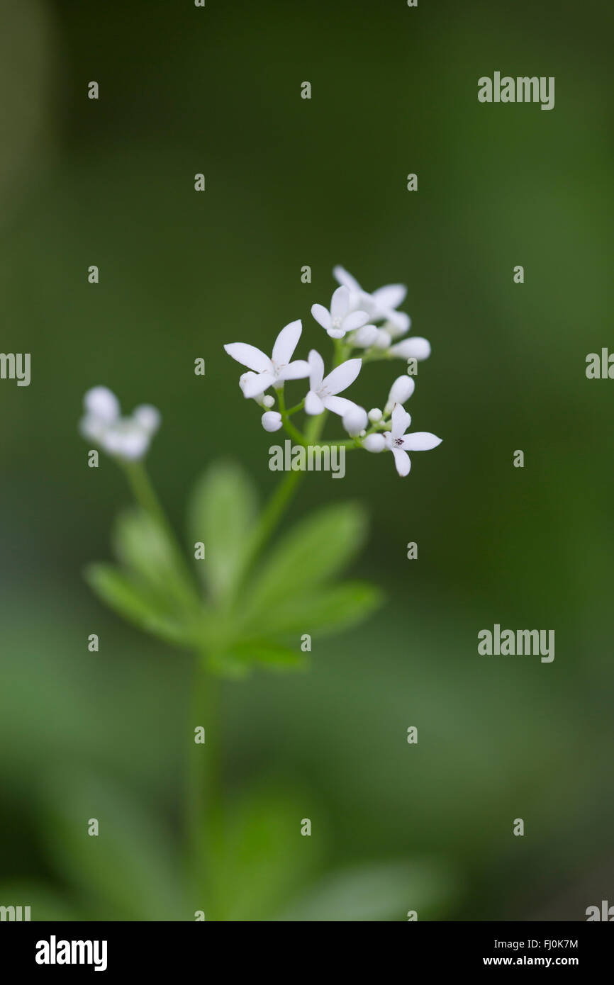 Woodruff; Galium odoratum; Spring; Cornwall; UK Stock Photo