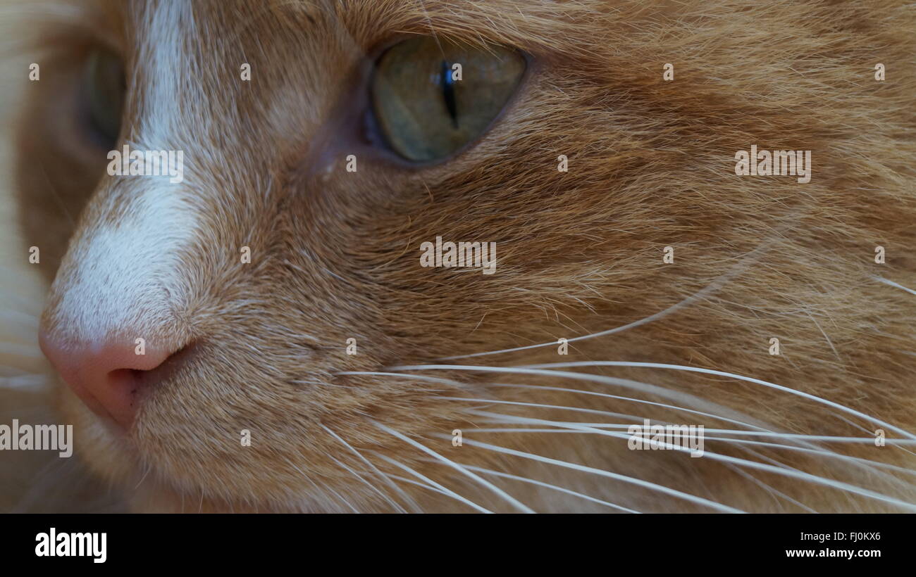 Portrait close up of cat's eyes and whiskers Stock Photo Alamy