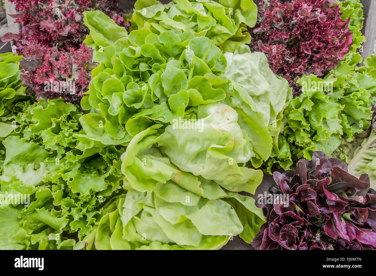 Green purple lettuce growing vegetable garden hires stock photography