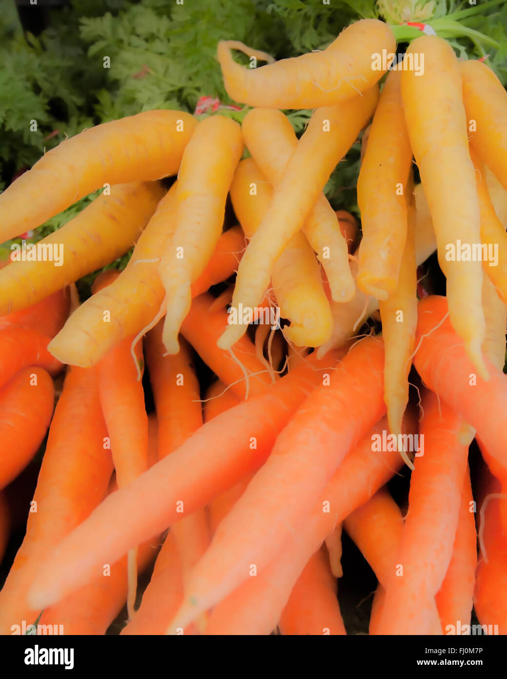 Growing yellow carrot hires stock photography and images Alamy