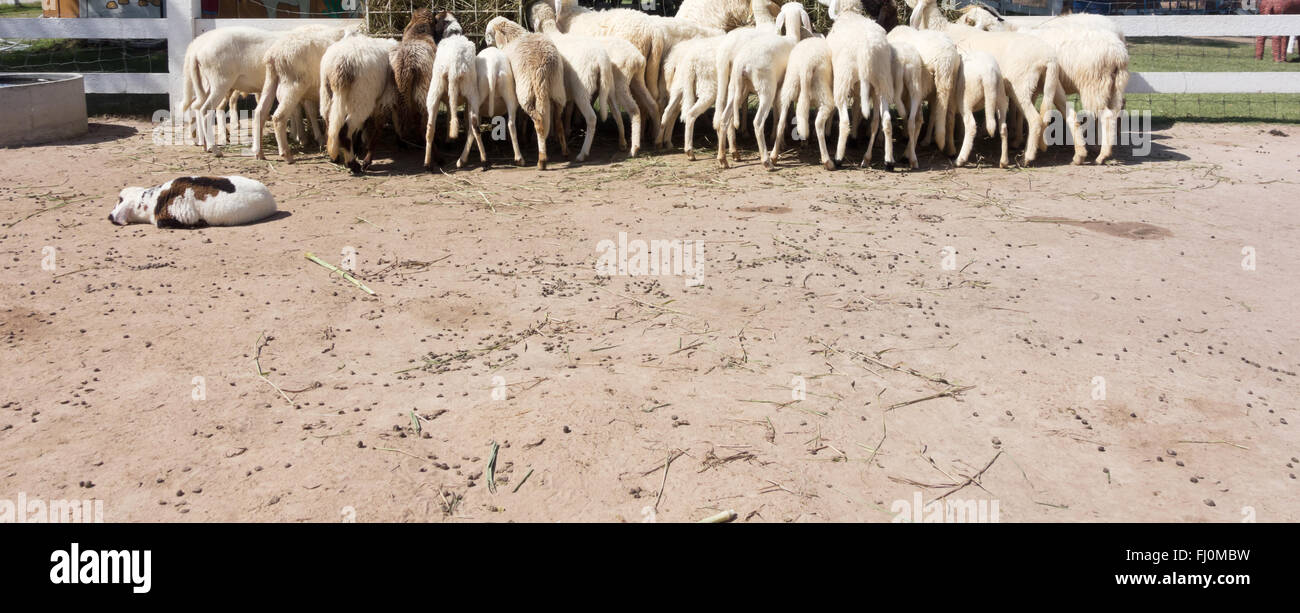 sheep eating grass in a farm, back view Stock Photo - Alamy