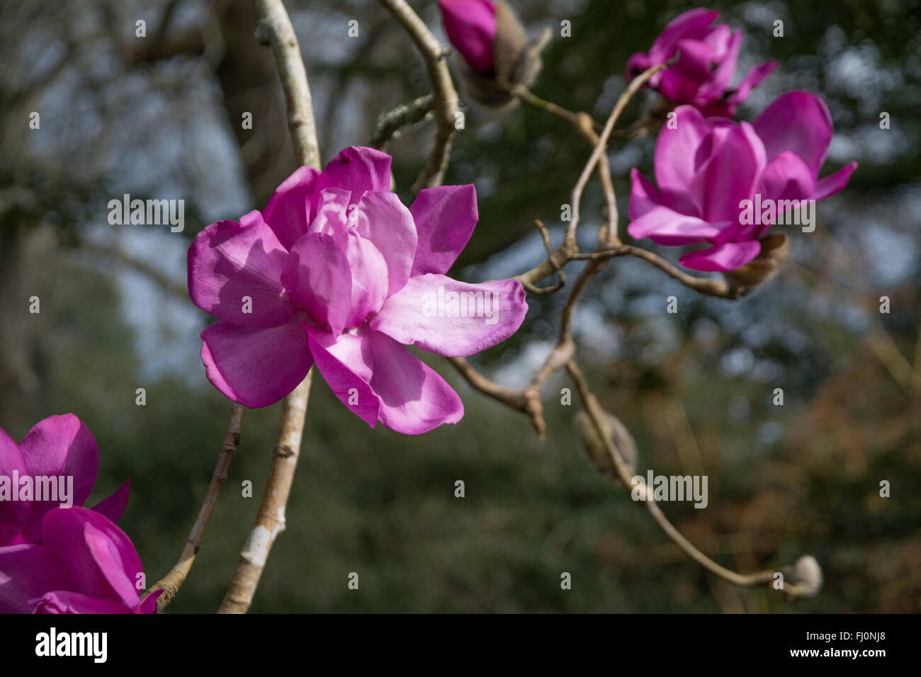 Deep pink magnolia flowers against an out of focus background Stock Photo