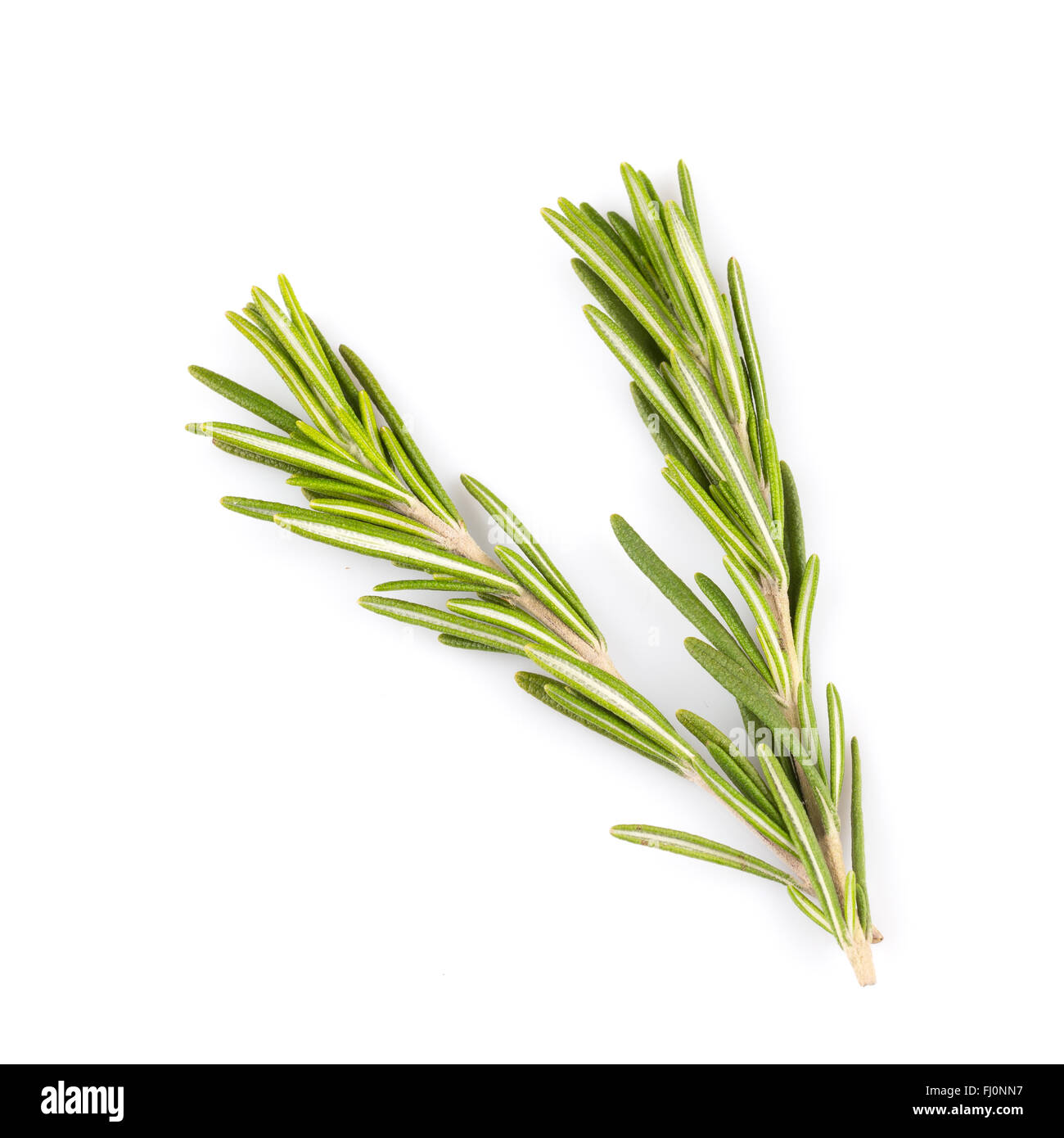 rosemary herb close up isolated on white background Stock Photo - Alamy