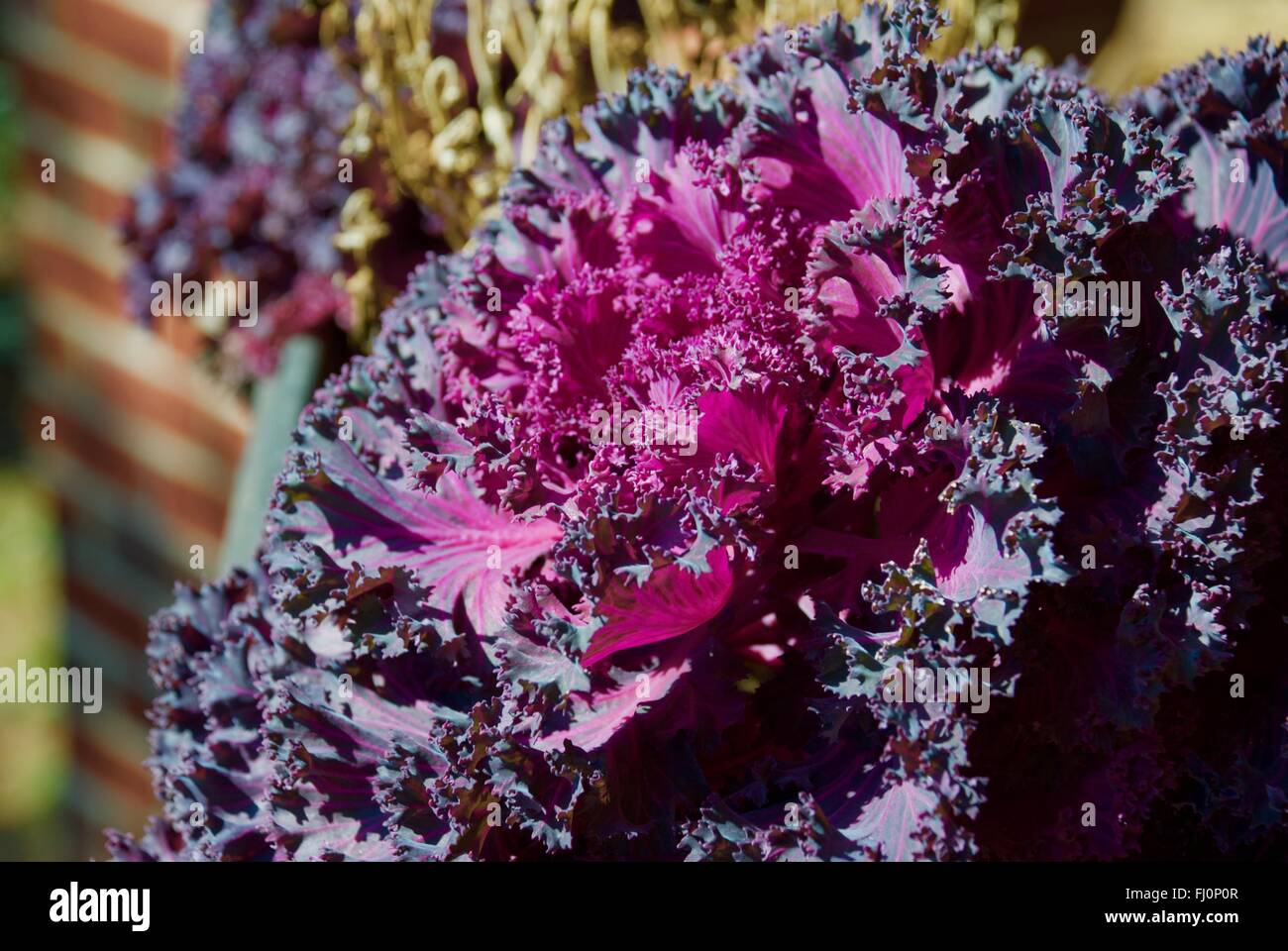 Purple lettuce flower in potted box Stock Photo Alamy