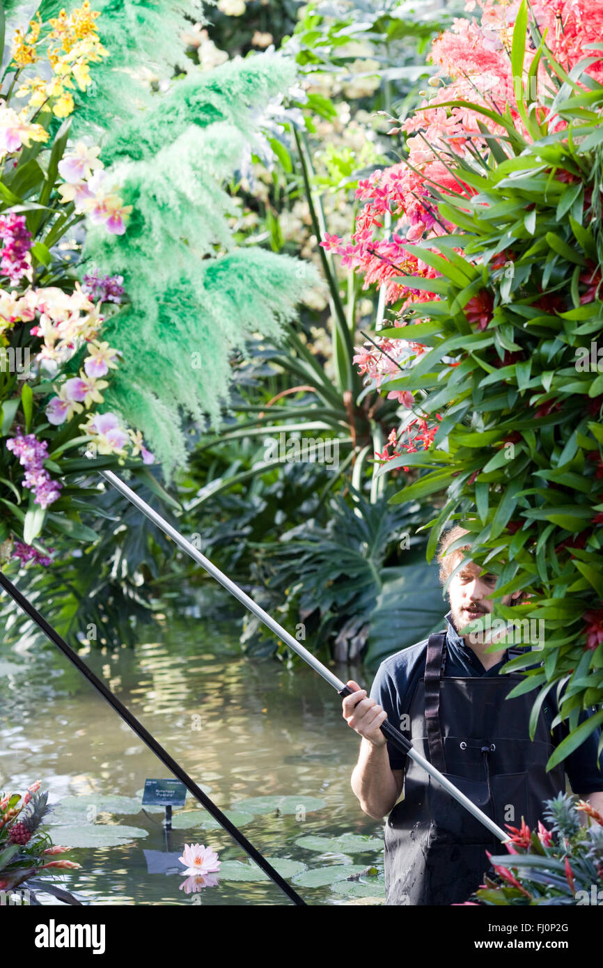 Gardener in the water watering the Orchid  at Kew Stock Photo