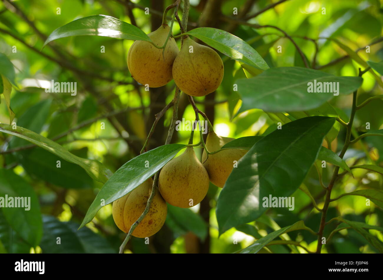 Nutmeg Tree Hi res Stock Photography And Images Alamy