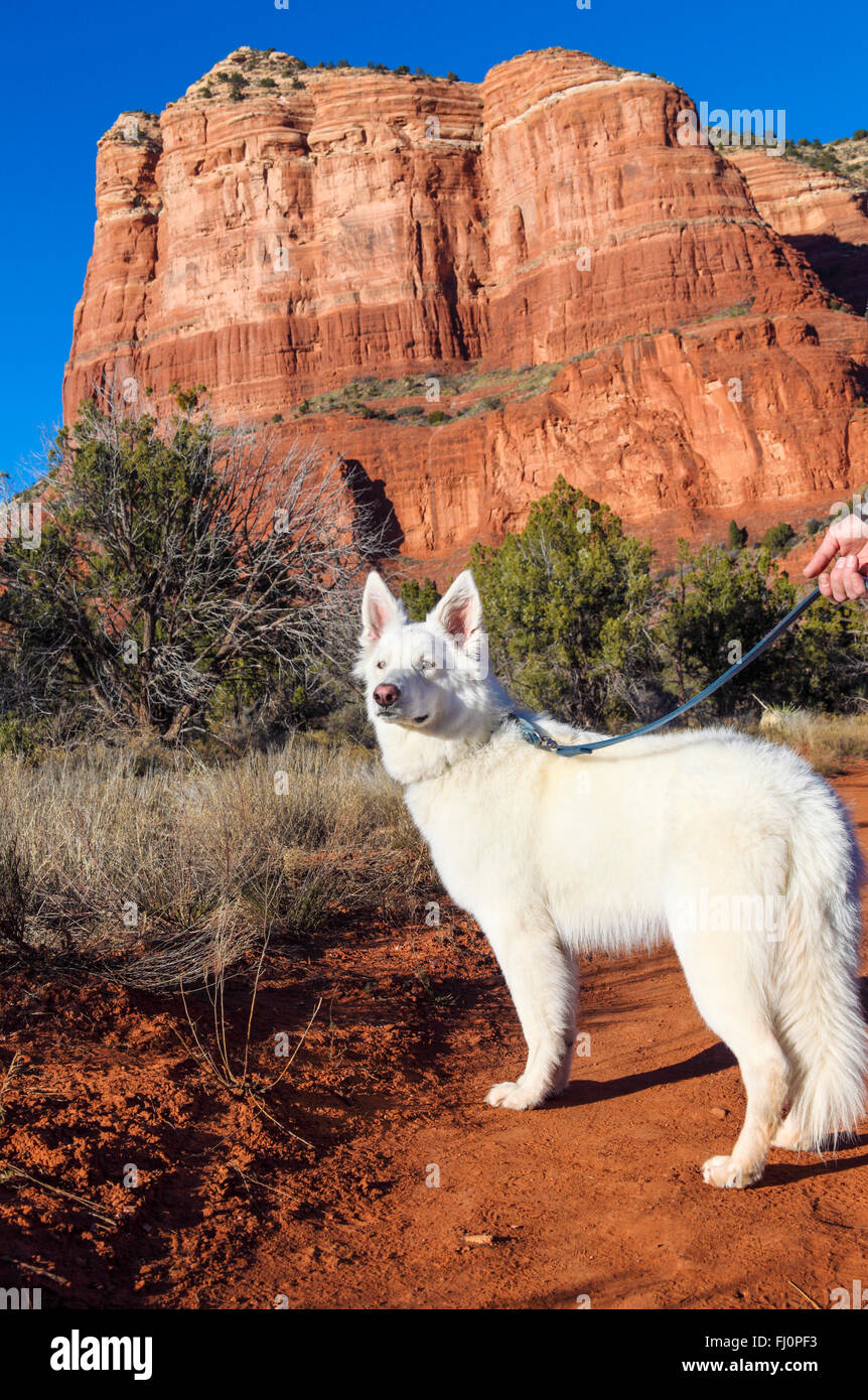Dog hiking near Courthouse Butte Stock Photo