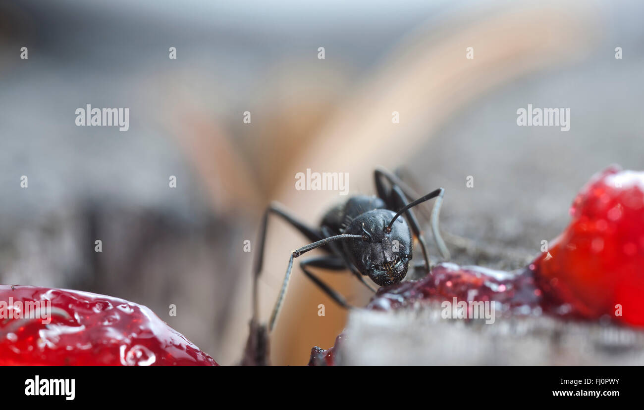 Ant Jam big forest ant eats strawberry jam Stock Photo - Alamy