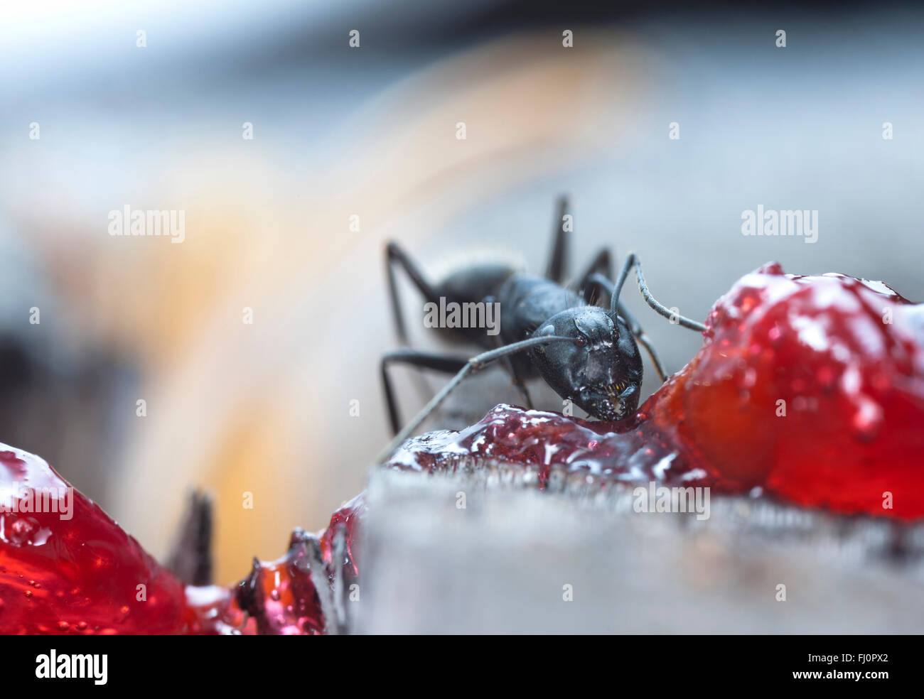 Ant Jam big forest ant eats strawberry jam Stock Photo - Alamy