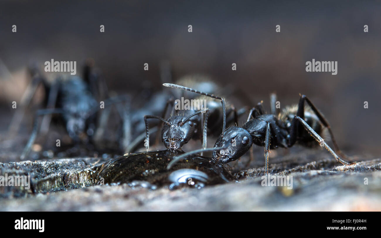Ant Jam big forest ant eats strawberry jam Stock Photo - Alamy