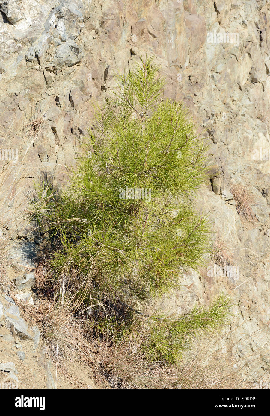Calabrian or Turkish Pine Tree - Pinus brutia Sappling growing on cliff Troodos Mountains, Cyprus Stock Photo