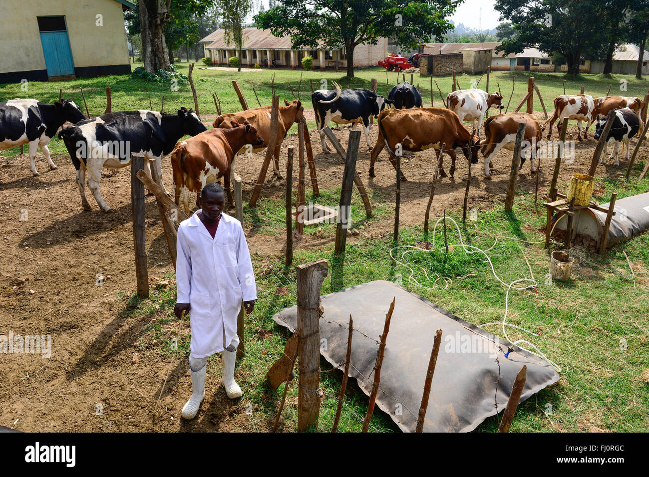 KENYA, County Kakamega, Bukura, ATDC Agricultural Technology Development Center, milk cows and mobile home biogas plant from german REHAU company / KENIA, mobile Homebiogas REHAU Biogasanlage, Milchkuehe Stock Photo