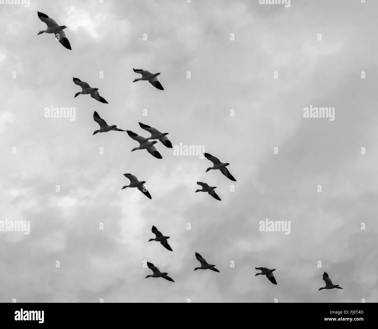 Flock of snow geese (Chen Caerulescens) in flight, Westham Island, British Columbia Stock Photo