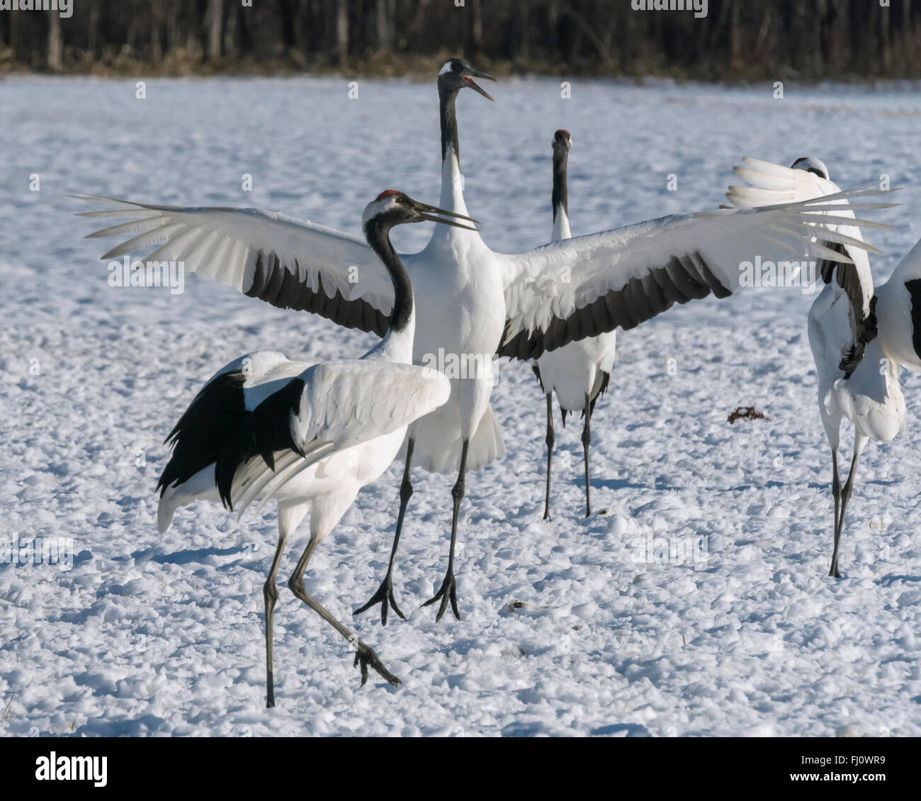 Cranes mating hi-res stock photography and images - Alamy