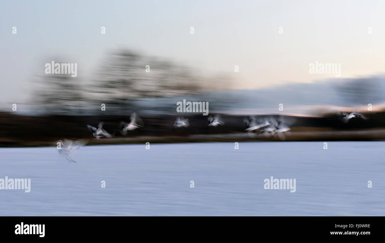 Flying red crowned crane hi-res stock photography and images - Alamy