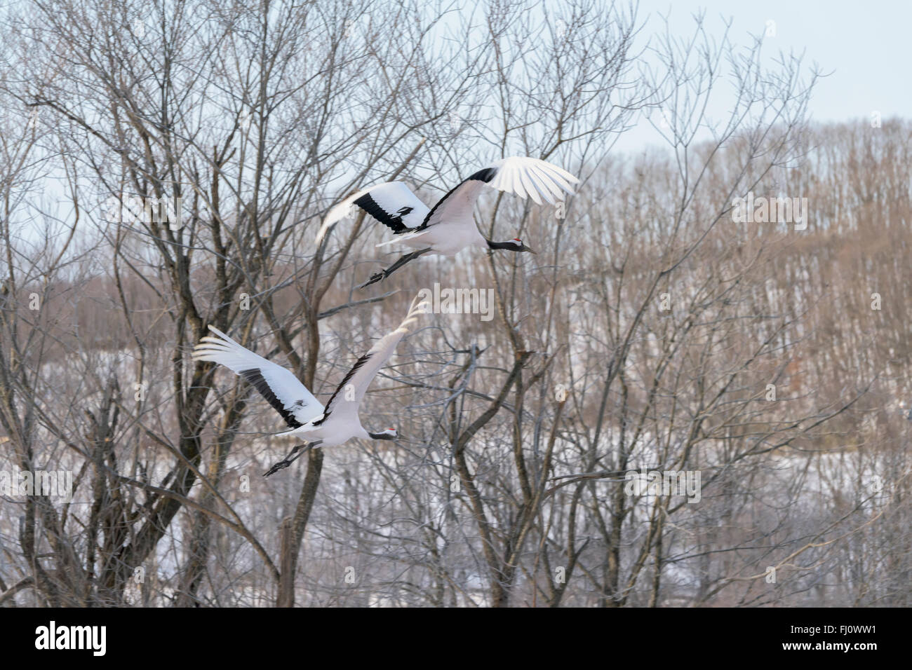 Flying red crowned crane hi-res stock photography and images - Alamy