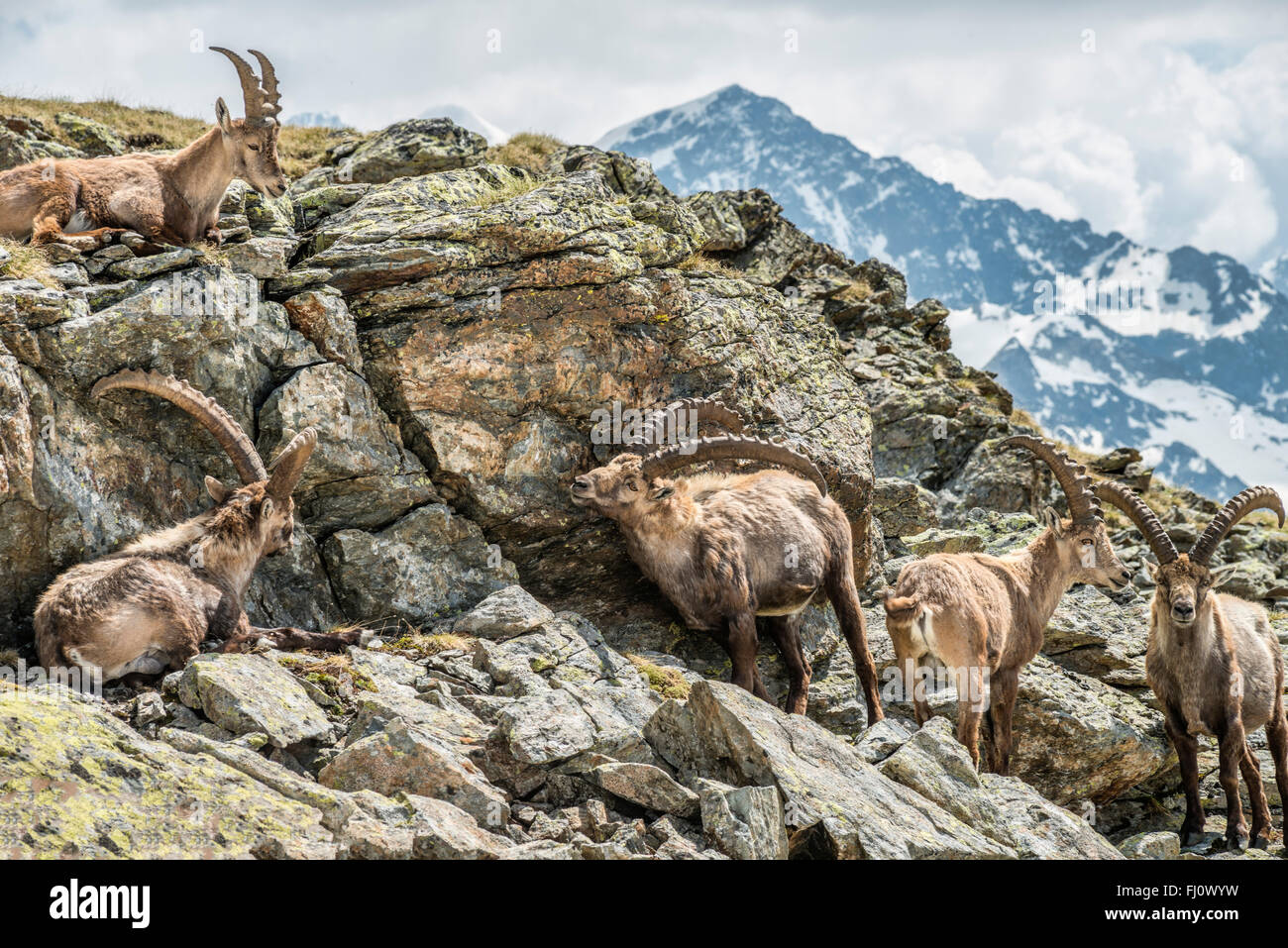 Group of male Alpine Ibex, Swiss Alps, Switzerland Stock Photo