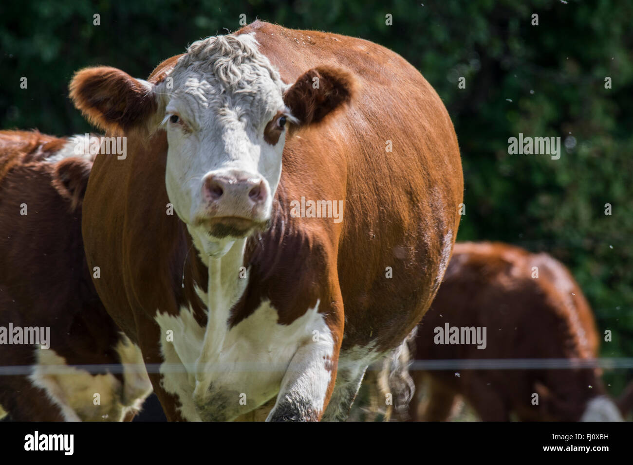 Beef cow grazing in farmers field Stock Photo - Alamy