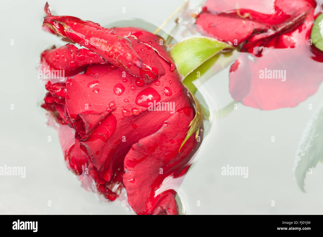 red rose dipped in water Stock Photo - Alamy