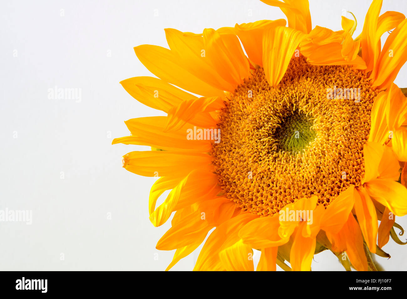 Wilting sunflower hires stock photography and images Alamy